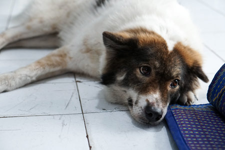 Thai friendly bangkaew dog breed wait for foodの写真素材