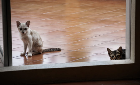 stray cute kitten cat at a temple Thailand