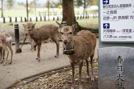 deers at deer park, nara, Japanのeditorial素材