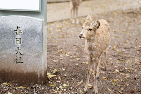 deers at deer park, nara, Japanのeditorial素材