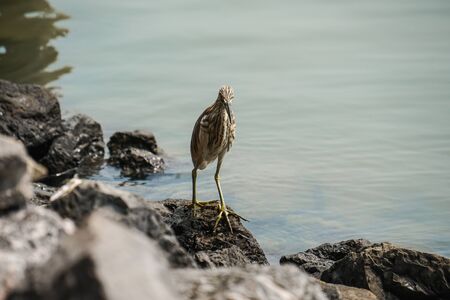 Chinese pond heron bird look for food by riverの写真素材