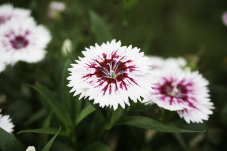 Soft Focus of Pink Dianthus, Abstract Blur Background, Soft and Dreamy Effectの写真素材