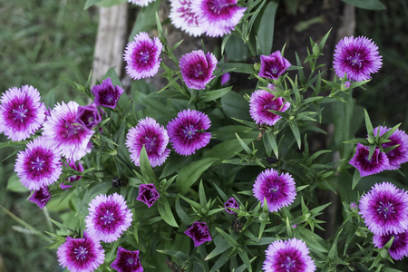 dianthus chinensis flowerの写真素材