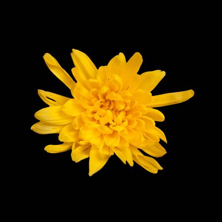 open yellow chrysanthemum button  isolated on black backgroundの写真素材