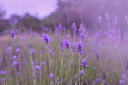 Purple lavender flowers in the field backgroundの写真素材