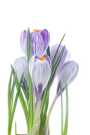 delicate crocuses isolated on a white backgroundの写真素材