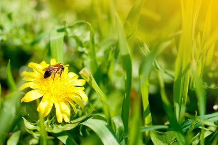 Dandelion and a bee on a green grass close up