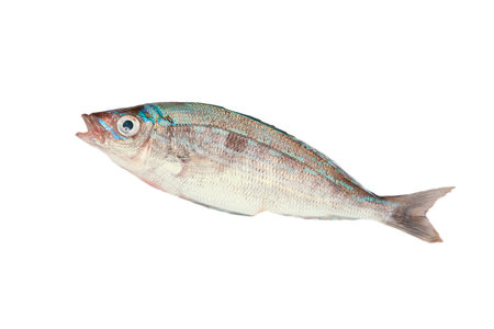 Fresh Seabasses isolated on white background