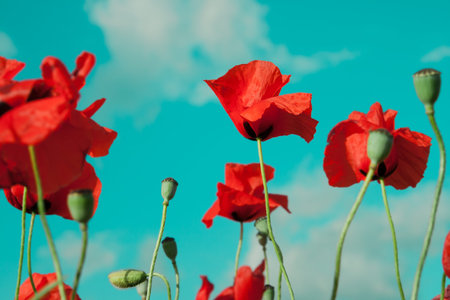 Wild poppy flowers is under blue sky backgroundの写真素材