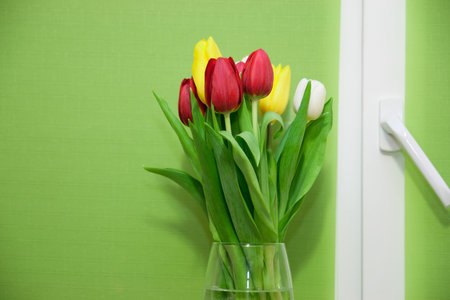 delicate tulips flower close up backgroundの写真素材