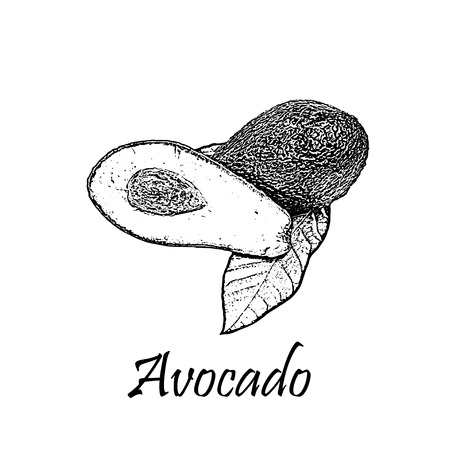 Detailed hand drawn black vector illustration of avocado isolated on whiteのイラスト素材