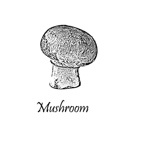 Detailed hand drawn black vector illustration of mushroom isolated on whiteのイラスト素材