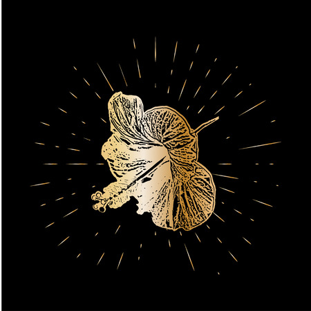 Grunge golden hibiscus flower with burst on a black background . Vector illustration for postcards, calendars, posters, t-shirts, prints, cards, flyer.のイラスト素材
