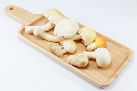 White mushroomsの写真素材
