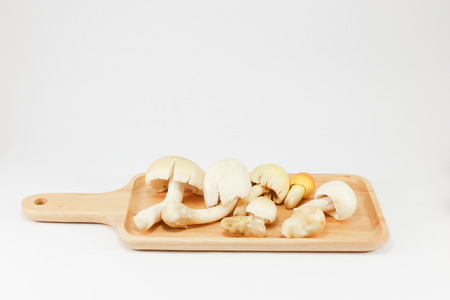 White mushroomsの写真素材