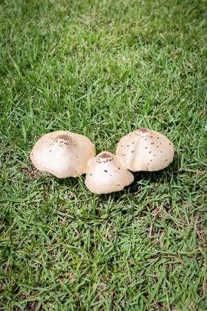 Forest mushrooms on the grassの写真素材