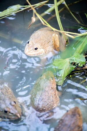 Frog, Lithobates clamitans, swimming in a wetlandの写真素材