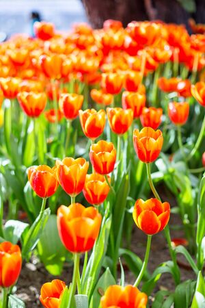 Tulips at Chiangmai, North of thailandの写真素材