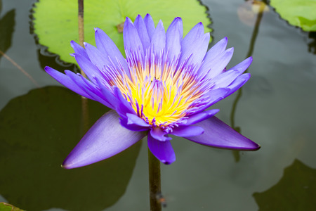 a lotus flower on the waterの写真素材