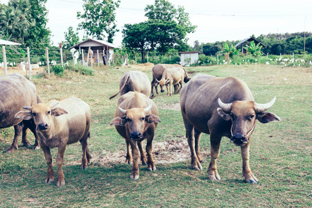 thai buffalo close up and buffalo family.の写真素材