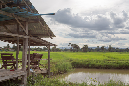 rice green ear of in paddy rice field.の写真素材