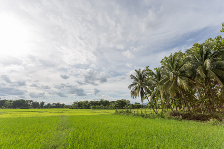 rice green ear of in paddy rice field.の写真素材