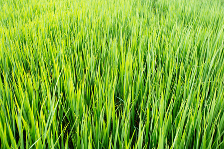rice green ear of in paddy rice field.の写真素材