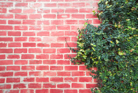 Background Brick wall with vine branches.の写真素材
