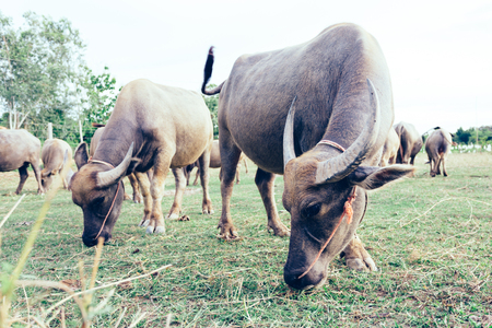 thai buffalo close up and buffalo family.の写真素材