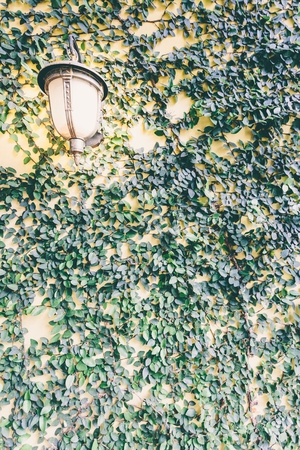 Background Brick wall with vine branches.の写真素材