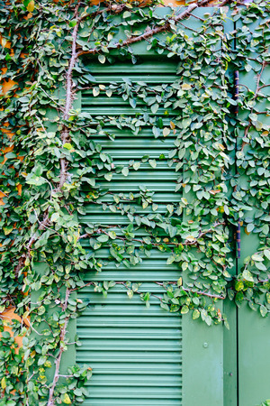 old door locked with vine cover the door.の写真素材