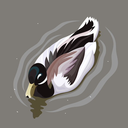 Beautiful duck on the water in nature.のイラスト素材