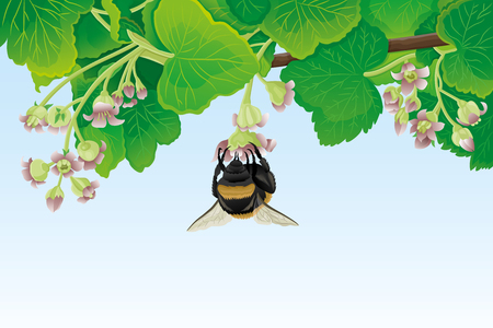 Bumblebee on a flower and currant leaves.のイラスト素材