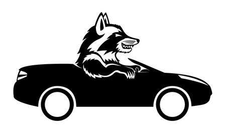 Raccoon rides in a car icon on white background.のイラスト素材