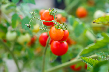 Red Currant Tomato in the kitchen garden.の写真素材