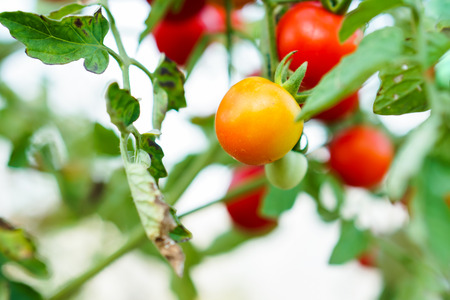 Orange Currant Tomato in the kitchen garden.の写真素材