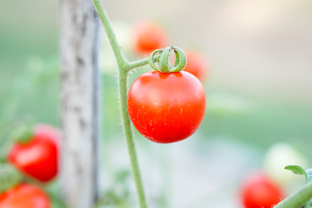 Red Currant Tomato in the kitchen garden.の写真素材