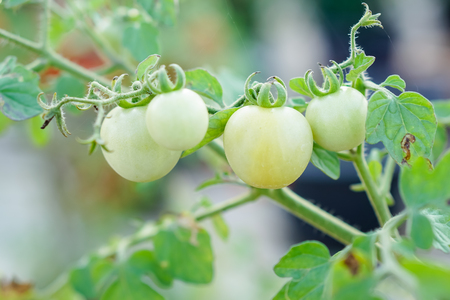 Green Currant Tomato in the kitchen garden.の写真素材