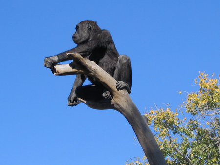 gorilla out on a limb