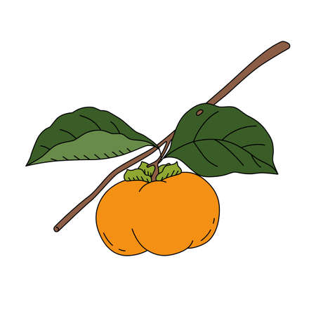 Vector illustration of a persimmon on a branch. Fresh fruit in cartoon styleのイラスト素材