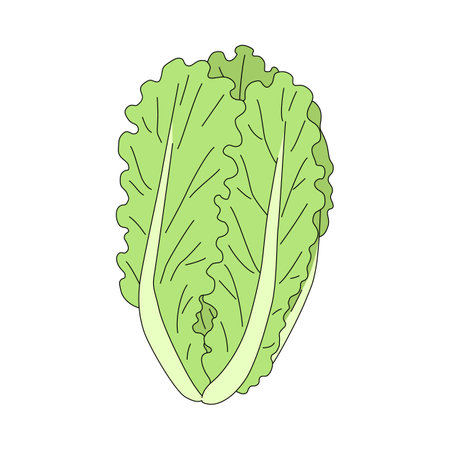 Fresh and ripe lettuce in cartoon style. Vector illustration of leaf vegetable isolated on white backgroundのイラスト素材