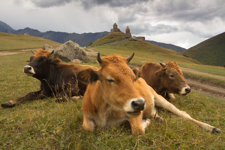 Georgia. Cows on the mountain pastureの写真素材