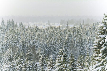 White vignetted photo of winter forestの写真素材