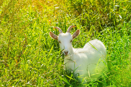 Tinted, hued and colour-filtered photography of a white goat - symbol of new year 2015の写真素材