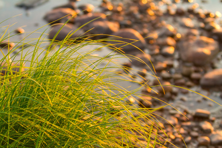 Green grass and stones. River sedge near the stony shore Background.の写真素材