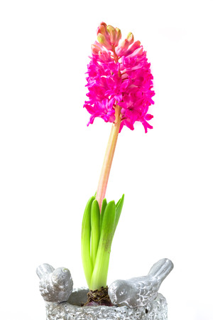 Pink hyacinth flower in a pot near the white wall.の写真素材