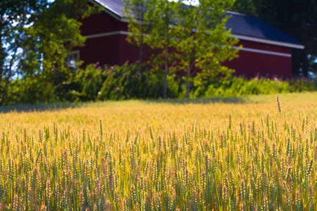 Oats fields with a fragment of farmer house, Finland, Nothern Europe.の写真素材
