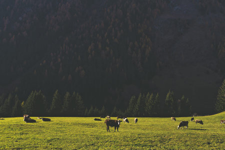 East Tirol in autumn. Alpine pasture. Lienz town locality, Austria.