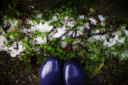 Top view of icepellets lying in the green grass watched by person standing in violet rubber boots.の写真素材
