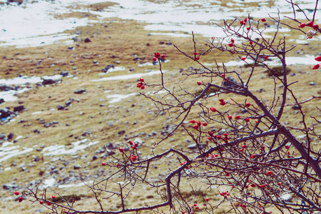 Wildrose hip bush against mountain landscape in Durmitor national nature park, Montenegro